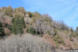 Monte Arso